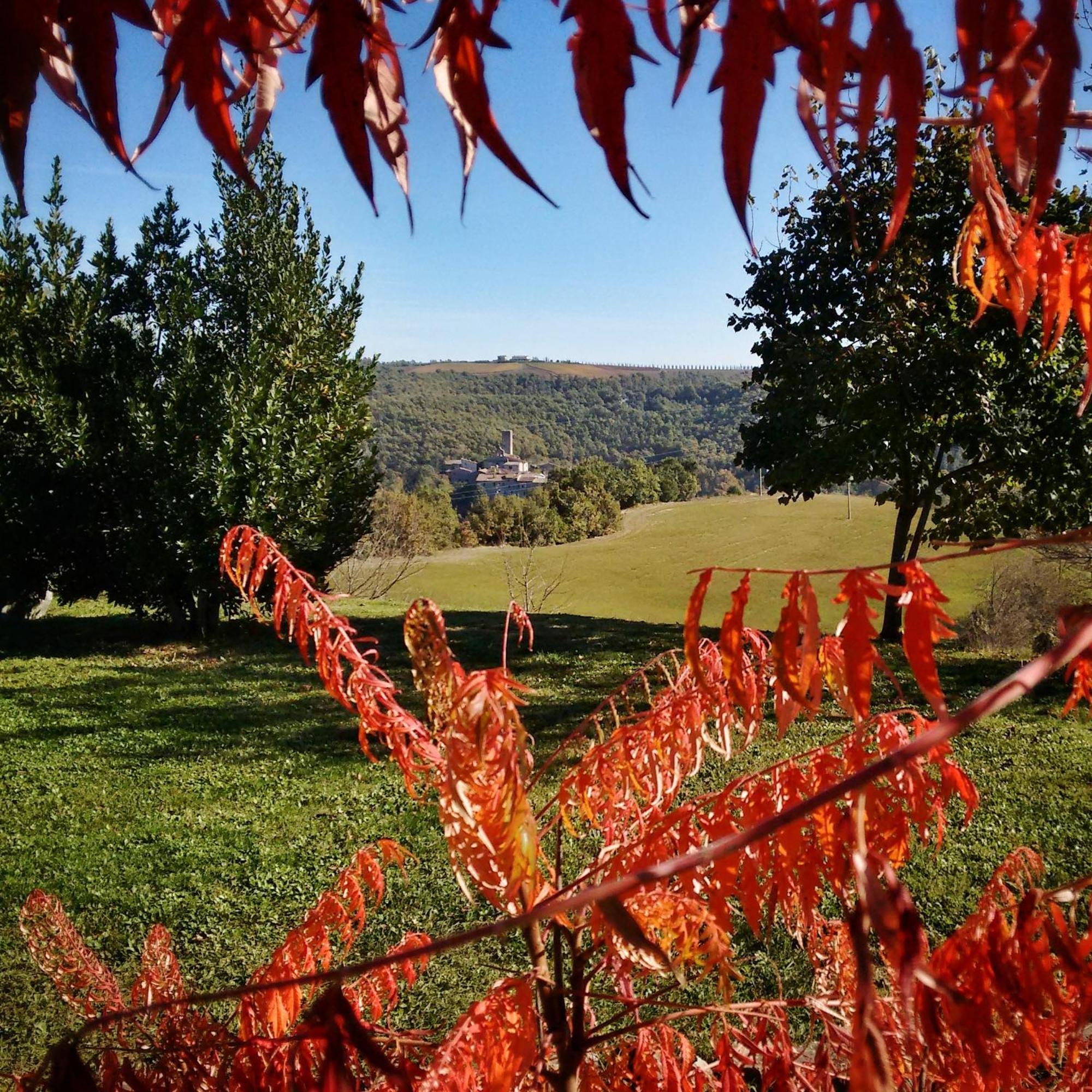 Agriturismo Casa Greppo San Venanzo Εξωτερικό φωτογραφία